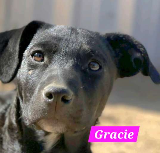 Photo of Gracie