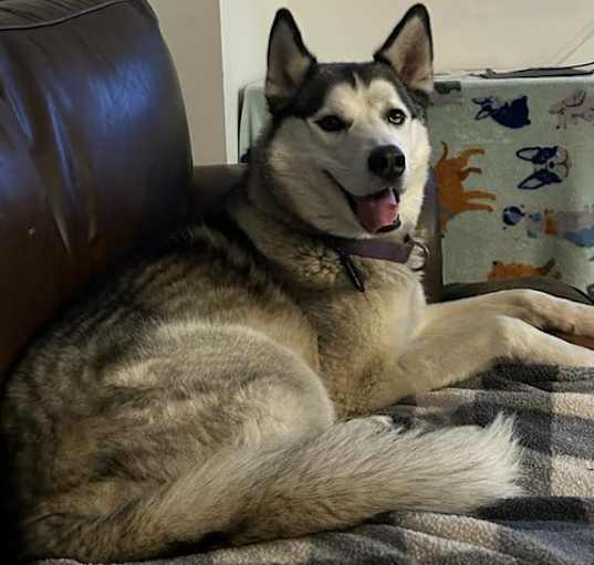 Photo of Tyr