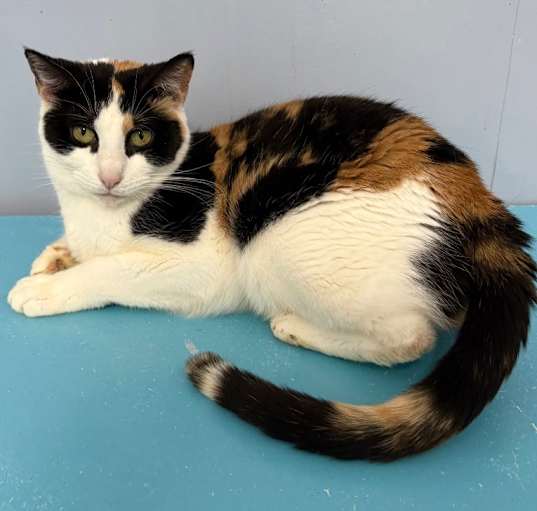 Photo of Dixie