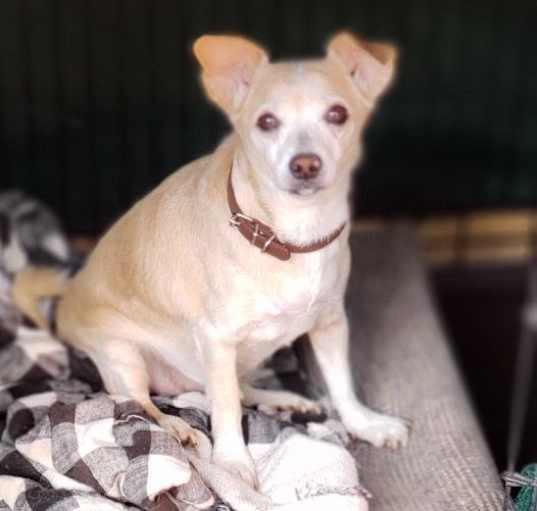 Photo of ROCKY CHI