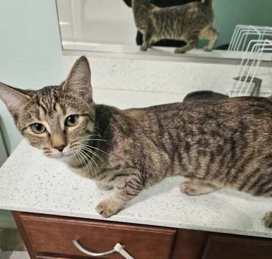Photo of Tiger