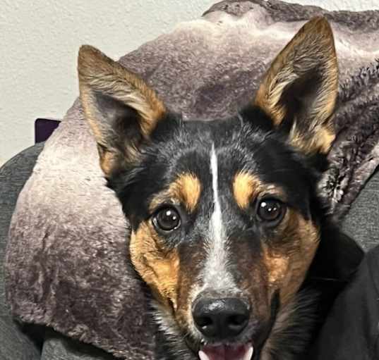 Photo of Toby