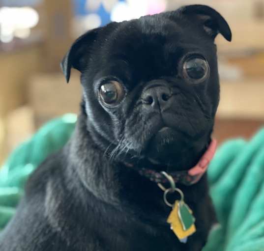 Photo of Lulu Belle