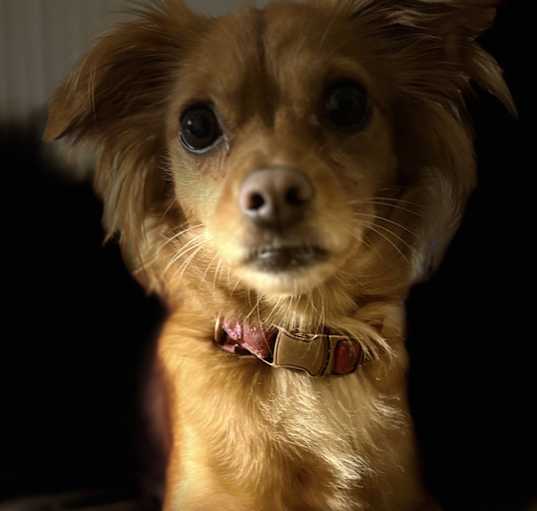 Photo of Princess