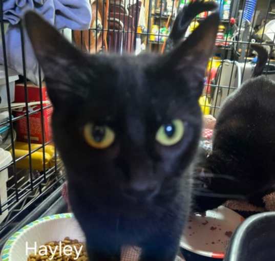 Photo of Hailey Jo MS