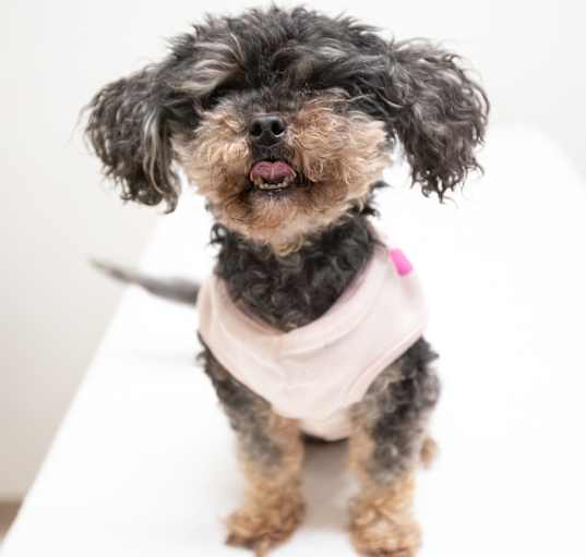 Photo of Plum