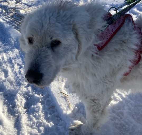 Photo of Romeo