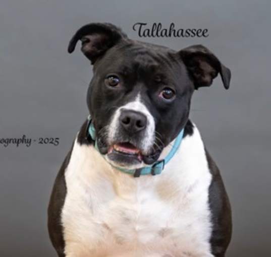 Photo of Tallahassee