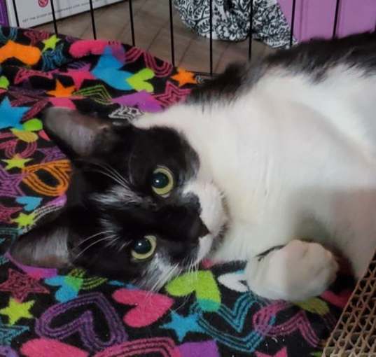 Photo of Betty Boop