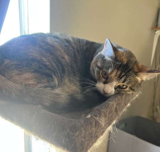 Photo of Sugar