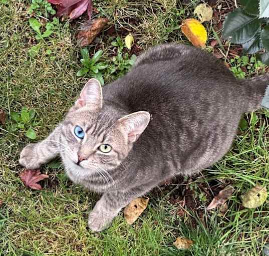 Photo of Gravy