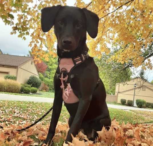 Photo of Laika