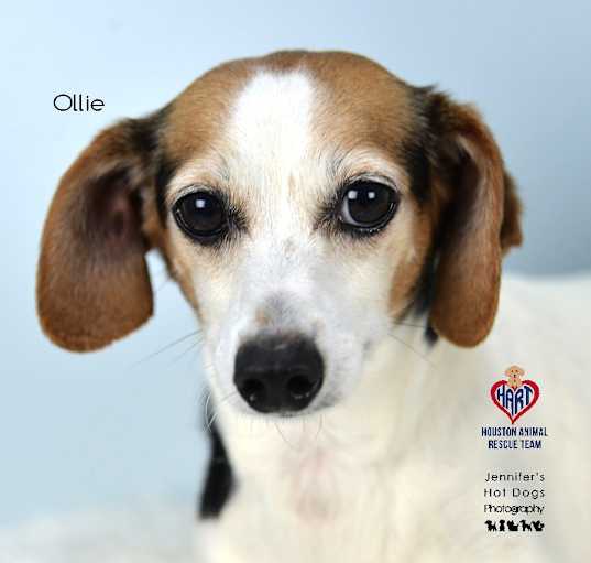 Photo of Ollie