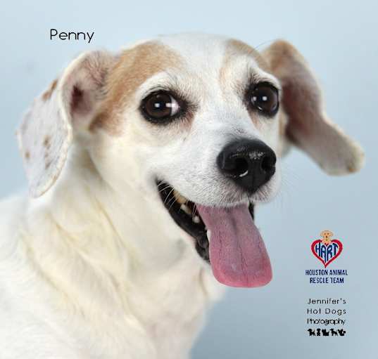 Photo of Penny