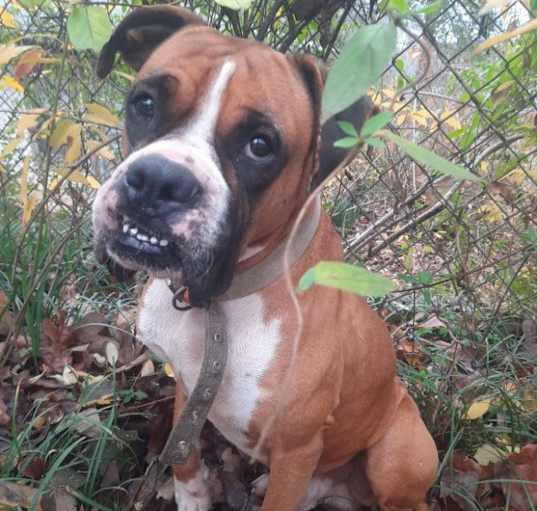 Photo of Banjo