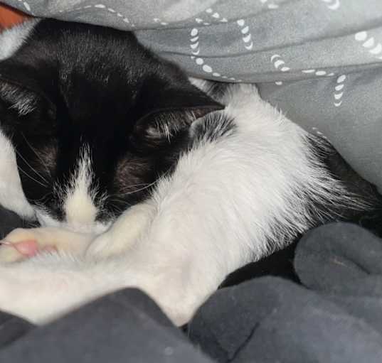 Photo of Bennie