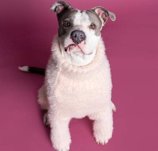 Photo of GINGER