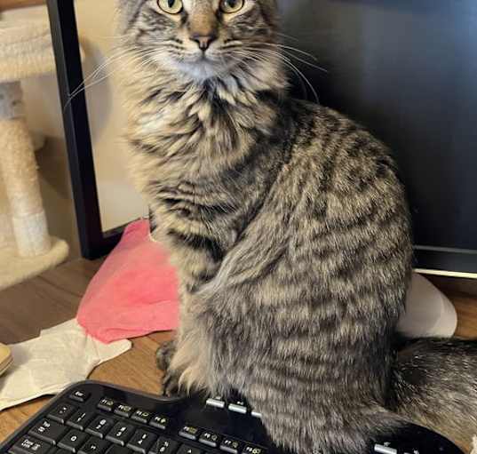Photo of Daphne