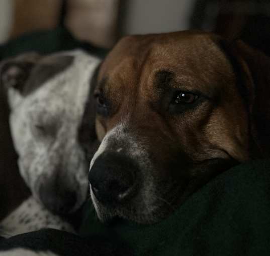 Photo of Sable