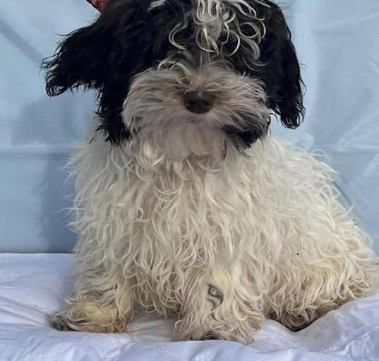 Photo of Angelo/ADOPTED