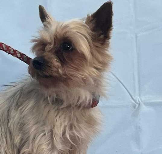 Photo of ABBY/ ADOPTED