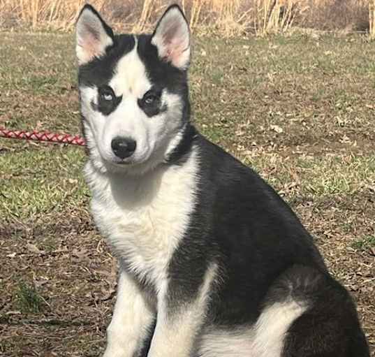 Photo of Bodhi