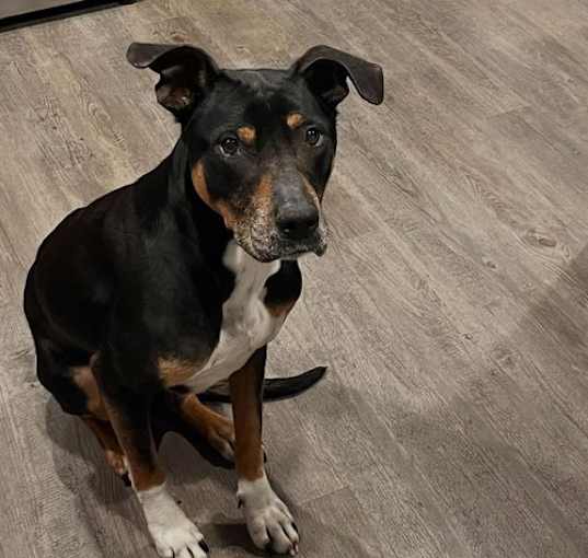 Photo of Duke