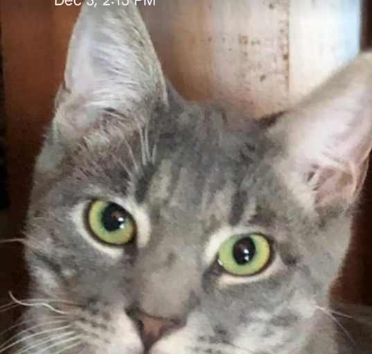 Photo of Bentley
