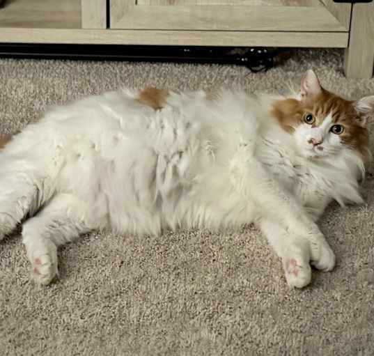 Photo of Tommie - AR (PetSmart Laurens Rd)