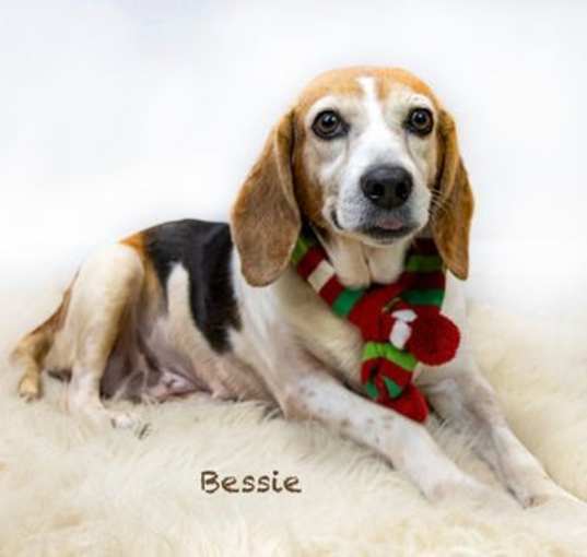 Photo of Bessie