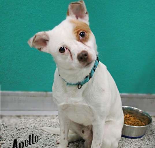 Photo of Apollo