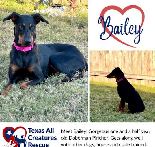 Photo of Bailey