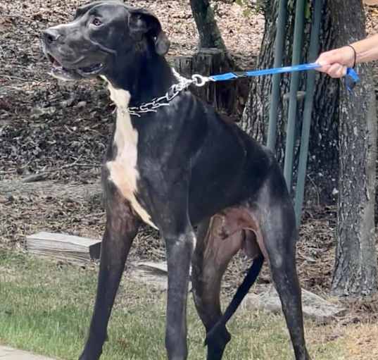 Photo of OPIE  dc