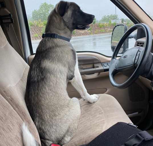 Photo of Diesel