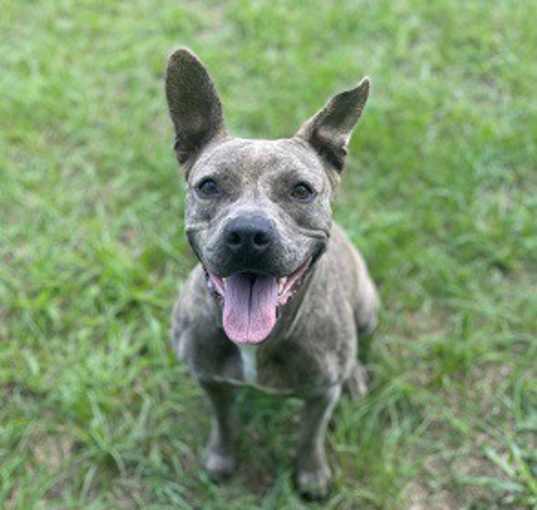 Photo of Piper