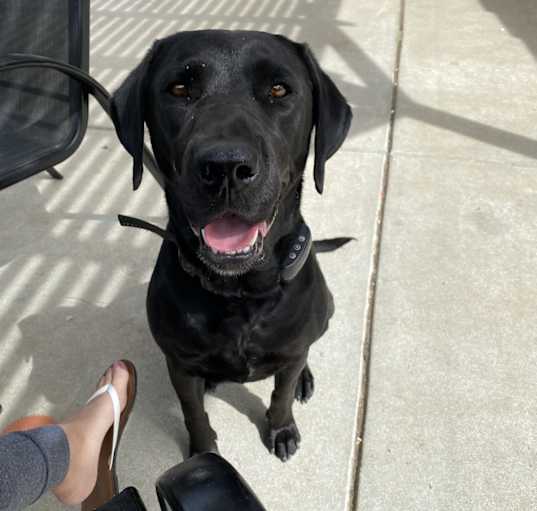 Photo of Blu