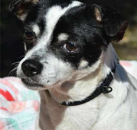 Photo of Dottie