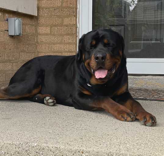 Photo of Domino