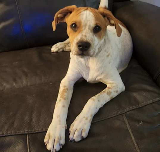 Photo of Tillie - Puppy of Reba