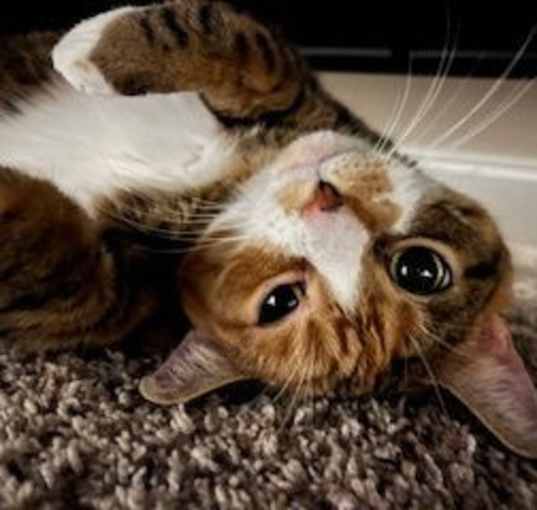 Photo of Mitzi