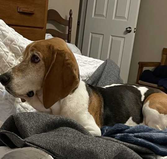 Photo of Milo