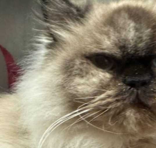 Photo of Pichu