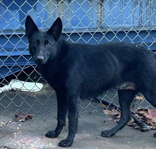 Photo of CHRYSTAL