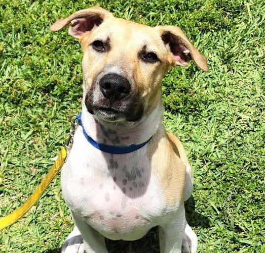 Photo of Bolt