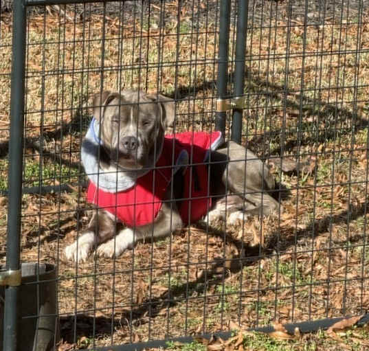 Photo of Onyx