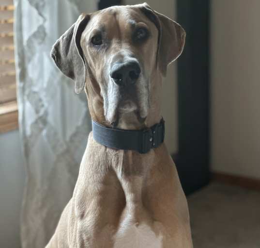 Photo of Bodie