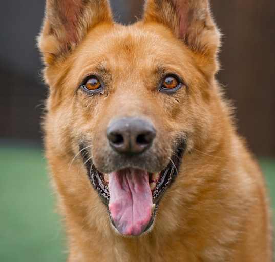 Photo of Chevy