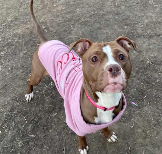 Photo of Dahlia