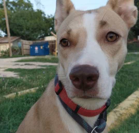 Photo of Daisy