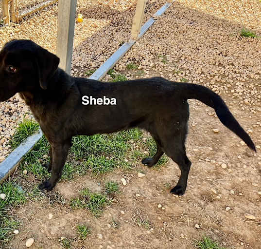 Photo of Sheba